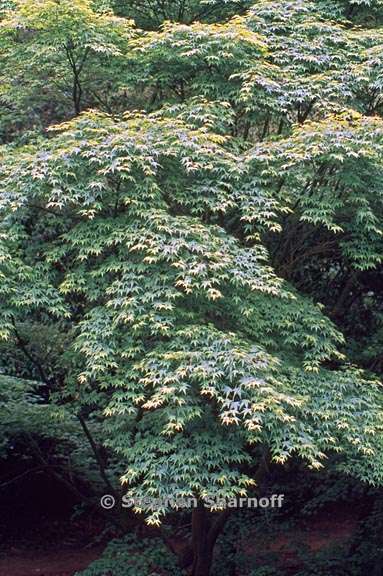 acer palmatum graphic